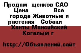 Продам ,щенков САО. › Цена ­ 30 000 - Все города Животные и растения » Собаки   . Ханты-Мансийский,Когалым г.